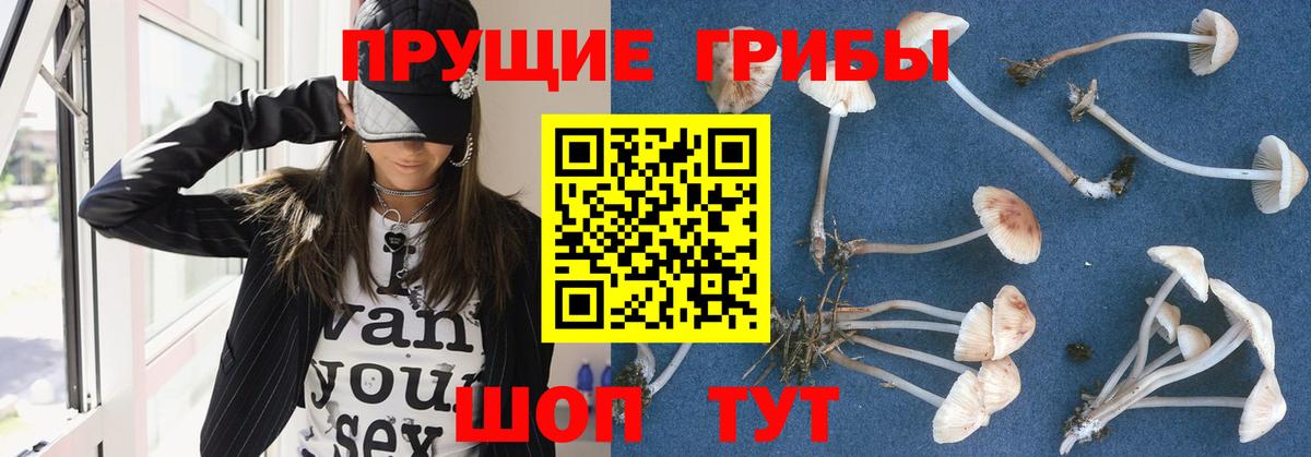 Псилоцибиновые грибы прущие грибы Усть-Джегута